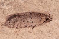 Agonopterix olusatri