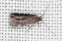 Oxypteryx atrella