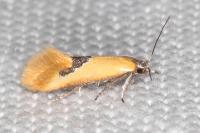 Batia lunaris