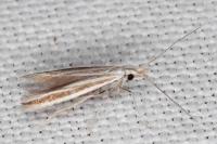 Coleophora pulchripennella
