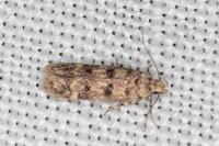 Bryotropha domestica