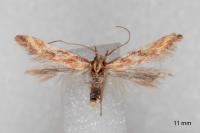 Metzneria aprilella