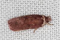 Agonopterix cnicella
