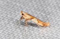 Caloptilia acerivorella