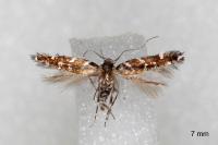 Vulcaniella grabowiella