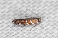 Vulcaniella grabowiella