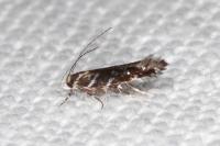 Vulcaniella grabowiella