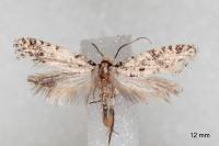 Nemapogon agenjoi