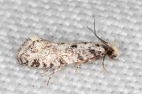 Nemapogon agenjoi
