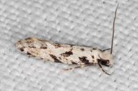 Nemapogon nevadellus