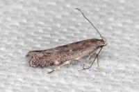 Aproaerema anthyllidella