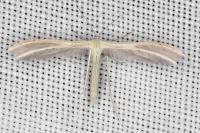 Pterophorus ischnodactylus
