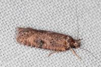 Exaeretia lutosella