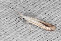 Coleophora zelleriella