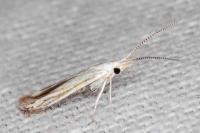 Coleophora zelleriella