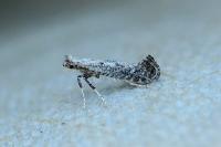 Parornix devoniella