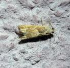 Eucosma