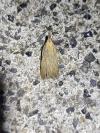Dichomeris limosella