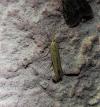 Coleophora