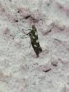 Calybites phasianipennella
