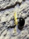 Argyresthia gr. pruniella
