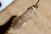 Agonopterix alpigena