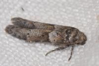Blastobasis glandulella
