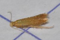 Tischeria decidua