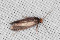 Cephimallota crassiflavella