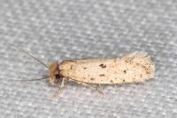 Ateliotum petrinella