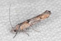 Zelleria oleastrella