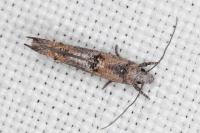 Zelleria oleastrella