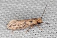 Anomalotinea liguriella
