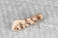 Eumasia parietariella