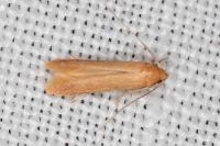 Haplochrois ochraceella