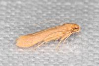 Haplochrois ochraceella