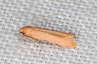 Haplochrois ochraceella