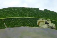 Mompha raschkiella