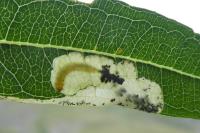 Mompha raschkiella