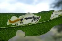 Mompha raschkiella