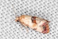 Neocochylis millierana