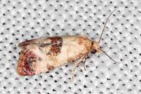 Neocochylis millierana