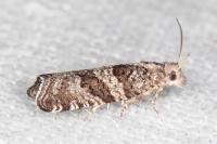 Rhopobota stagnana
