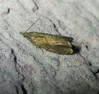 Dichrorampha