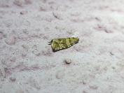 Celypha rivulana