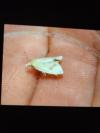 Agapeta hamana