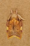 Carcina quercana