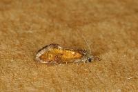 Dyseriocrania subpurpurella