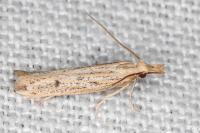 Holcopogon bubulcellus
