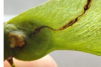 Etainia louisella